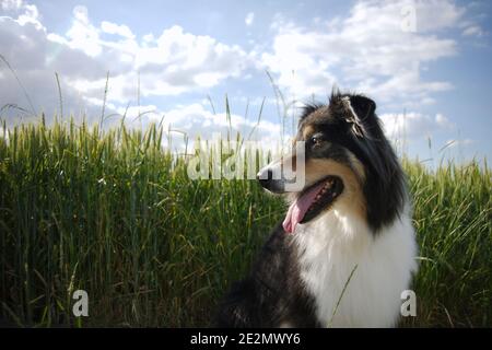 Nero tricolore Australian Shepherd cane ritratto, profilo shot. CopySpace, ambiente naturale, nuvole, verde Foto Stock