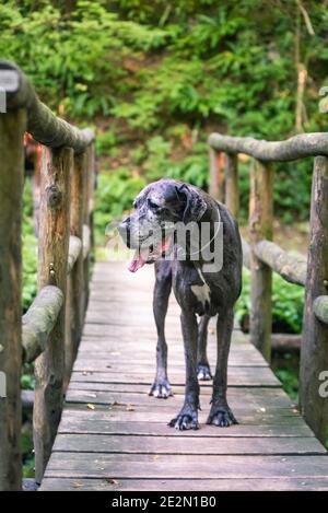 Grande cane danese è in piedi su un ponte di legno dentro una foresta Foto Stock