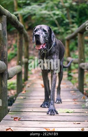 Grande cane danese è in piedi su un ponte di legno dentro una foresta Foto Stock