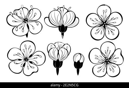 Set di contorni, neri, disegnati artisticamente fiori sakura su sfondo bianco. Design in fiore di ciliegio giapponese. Illustrazione Vettoriale