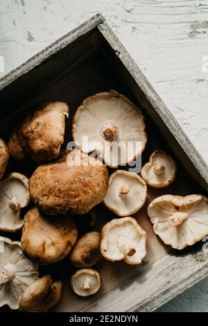 Funghi shiitake marroni freschi raccolti su una scatola di legno rustica. Angolo alto Foto Stock