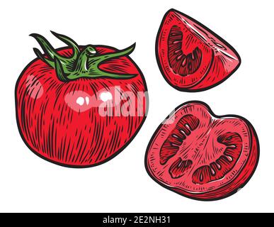 Pomodoro isolato su sfondo bianco. Vettore di verdure Illustrazione Vettoriale