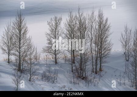 Aspen Grove sulla collina coperta di neve in inverno in Idaho Foto Stock