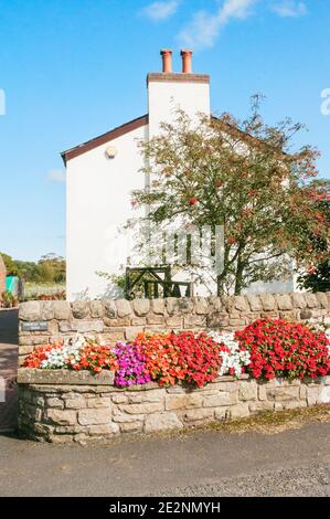 Impatiens Busy Lizzie che cresce in uno stile di pietra rialzata Cotswold fiore letto lungo la strada in estate Foto Stock