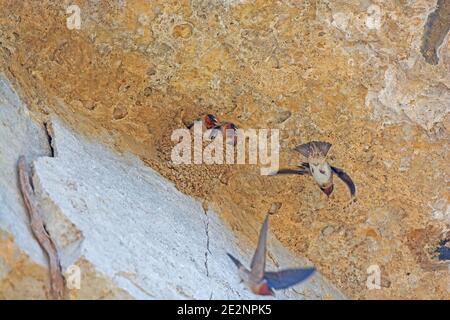 Un paio di Cliff Swallows nel loro Nest a Cave Nel Rock state Park in Illinois Foto Stock