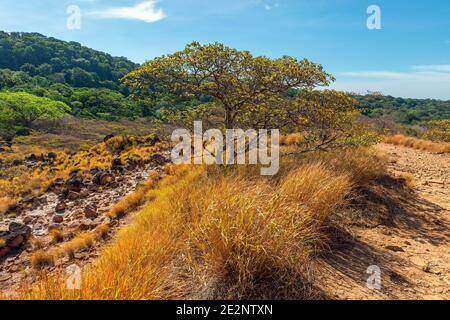Paesaggio vulcanico con l'albero di guanacaste (Enterolobium cyclocarpum), Rincon de la Vieja parco nazionale, Costa Rica. Foto Stock