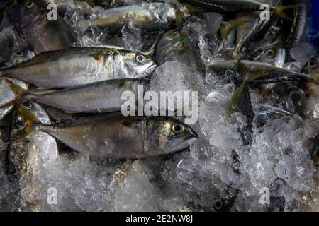 Vendita di pesce su ghiaccio in attesa di vendita in Thailandia Train Market Foto Stock