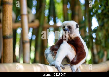 Il Coquerel Sifaka nel suo ambiente naturale in un parco nazionale sull'isola di Madagascar. Foto Stock