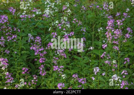 Il razzo di Dame cresce nel Wisconsin settentrionale. Foto Stock