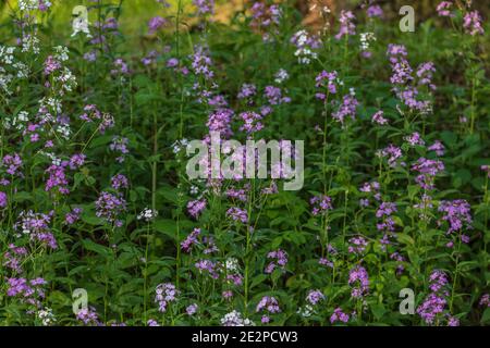 Il razzo di Dame cresce nel Wisconsin settentrionale. Foto Stock