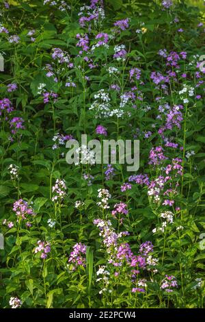 Il razzo di Dame cresce nel Wisconsin settentrionale. Foto Stock