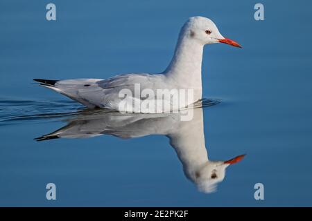 Gabbiano (Chromicocephalus genei), adulto che nuota in mare calmo con redelexion d'acqua, Sardegna, Italia Foto Stock