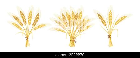 Bouquet di cartone animato di grano set. Orecchiette orecchiette in oro maturo collezione di grano. Simbolo agricolo produzione di farina da forno di avena. Design elementi biologici dell'azienda agricola, confezionamento biologico del pane etichetta birra vettore Illustrazione Vettoriale
