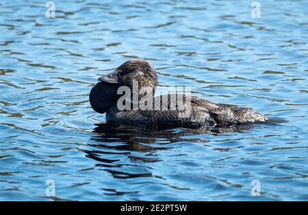 Male Musk Duck, Biziura lobata, con il suo caratteristico lobo sotto il suo becco su un lago d'acqua dolce vicino Albany WA. Foto Stock