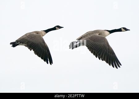 Canada Geese al lago in inverno Foto Stock