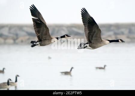 Canada Geese al lago in inverno Foto Stock