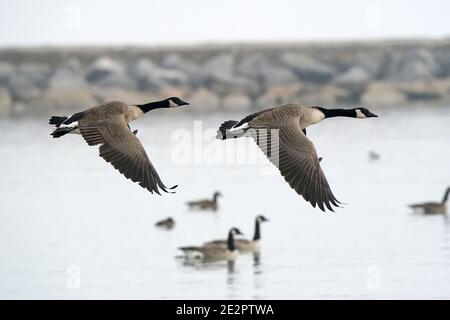 Canada Geese al lago in inverno Foto Stock