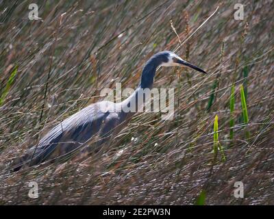 Un Heron bianco-faced, Egretta novaehollandiae, stalking per il cibo in alte canne sul bordo di un lago vicino Albany WA Foto Stock