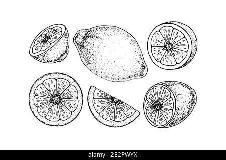 Set di elementi di design al limone disegnati a mano. Illustrazione vettoriale nello stile di schizzo. Impianto di richiamo dell'immunità. Limone intero, metà di Cur e fetta Illustrazione Vettoriale