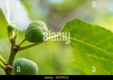 Fichi verdi pronti per lo sbucking Foto Stock