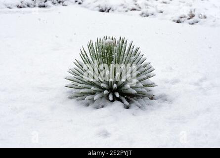 Pianta di agave coperta di neve in Texas Foto Stock