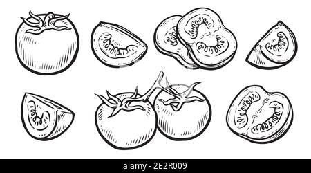 Pomodoro e fetta. Illustrazione vettoriale dello schizzo degli ortaggi Illustrazione Vettoriale