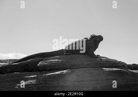 Iguana marina bianca e nera (cristata di Amblyrhynchus) su roccia vulcanica, parco nazionale di Galapagos, Ecuador. Foto Stock