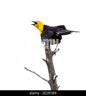 Colpo verticale di uccello nero giallo-testa appollaiato su un ramo di albero su sfondo bianco Foto Stock