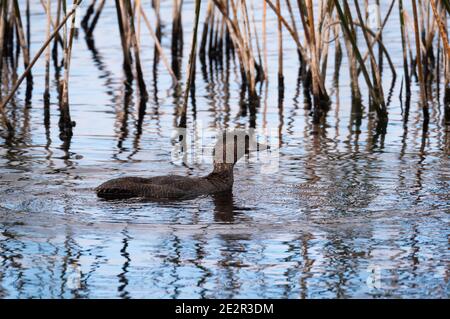 Musk Duck, Biziura lobata, femmina su un lago d'acqua dolce vicino Albany WA. Foto Stock