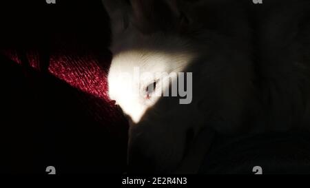 Il sole splende brillantemente sul volto di un cane da pastore bianco (Berger Blanc Suisse), accentua l'area dell'occhio e lascia lo sfondo al buio Foto Stock