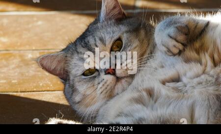 British Shorthair gatto si avvolge alla luce del sole e. ombre sulla terra e vuole giocare Foto Stock