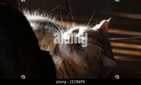 British Shorthair gatto si avvolge alla luce del sole e. ombre sulla terra e vuole giocare Foto Stock