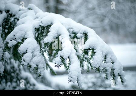 Dettagli dei rami di albero di Natale ricoperti di neve e gelo in tonalità fredde e invernali Foto Stock
