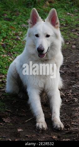 Cane pastore bianco (Berger Blanc Suisse) siede obbedientemente nella foresta autunnale Foto Stock