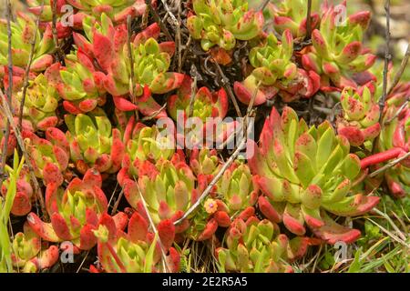 Dudleya verde rosso specie Bluff Lattuga costa settentrionale Dudleya Powdery Lattuga marina di Liveforever (Dudleya farinosa) Foto Stock