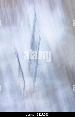 WY03554-00...WYOMING - alberi astratti nel Parco Nazionale di Yellowstone. Foto Stock