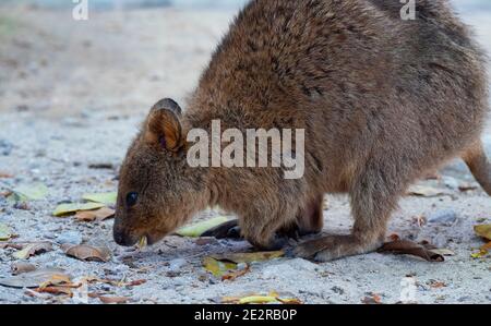 Quokka, il brachyurus di Setonix, conosciuto anche come wallaby di scrub a coda corta sull'isola di Rottnest. Foto Stock