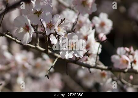 Fiori di mandorla contro un cielo limpido Foto Stock