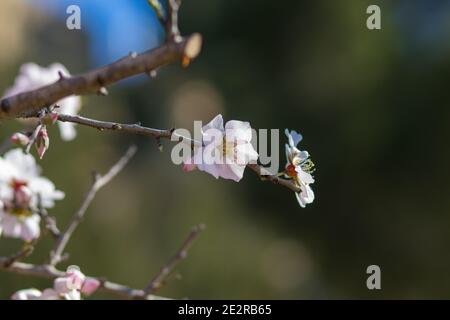 Fiori di mandorla contro un cielo limpido Foto Stock