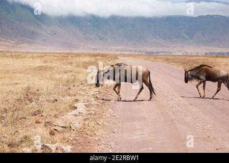 Gnu in fila su di Ngorongoro Conservation Area cratere, Tanzania. Fauna africana Foto Stock