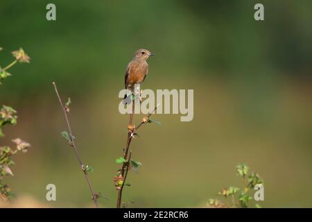 Pied bush chat, Saxicola caprata, Tadoba, Maharashtra, India Foto Stock