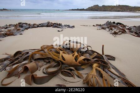 Kelp o alghe marine si sono innaffiate su una remota spiaggia della Tasmania. Australia Foto Stock