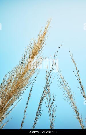 Pettine asciutto, semi di canna. L'erba di canna dorata nel sole contro il cielo blu. Minimalista, elegante e di tendenza Foto Stock