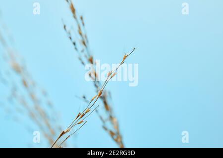 Pettine asciutto, semi di canna. L'erba di canna dorata nel sole contro il cielo blu. Minimalista, elegante e di tendenza Foto Stock