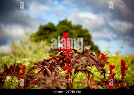 Strati simmetrici di fagioli di Castor selvatici (Ricinus communis) pianta, alberi di quercia, e cielo sulla strada rurale della California Foto Stock