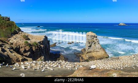 Vista panoramica della colonia di gannette australiane a Muriwai, Nuova Zelanda Foto Stock