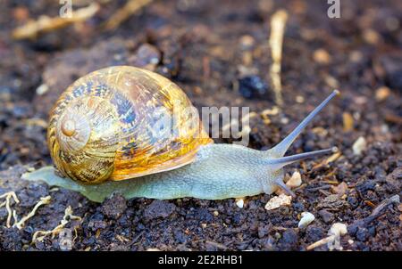 Lumaca giardino (Helix Aspersona) su una passeggiata dopo la pioggia. Foto Stock