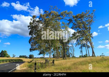 Un boschetto di alti alberi di eucalipto, che si piega nel vento, accanto ad una strada di campagna Foto Stock