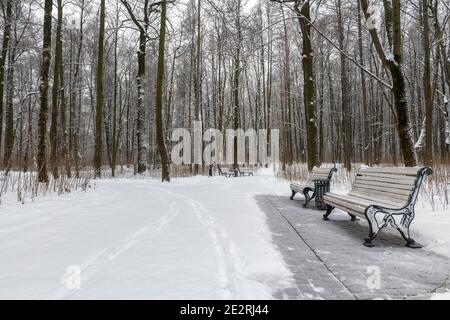 Parco invernale. Alberi innevati e panchine nel Alley nel parco cittadino. Foto Stock
