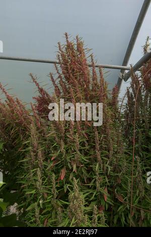 Huauzontle biologico coltivato in casa o Aztec broccoli (Chenopodium nuttalliae) che cresce in un Polytumnnel su un orto nel Devon Rurale, Inghilterra, UK Foto Stock